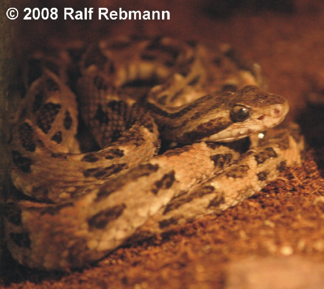 Bothrops neuwiedi Bild01